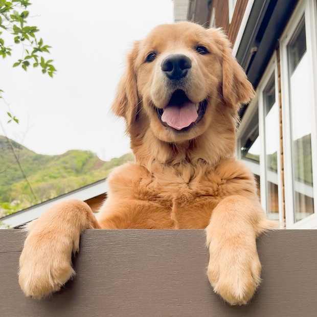 【犬の日】全国の“62匹”がエントリー! 全国の宿で会える《自慢の看板犬ランキング》1位は「本気で働かない看板犬」