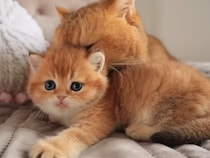 【動画】お顔そっくりすぎてかわいい〜！→これがパパ猫のしっぽに夢中になる子猫「スプライト」のキュートな動きです！