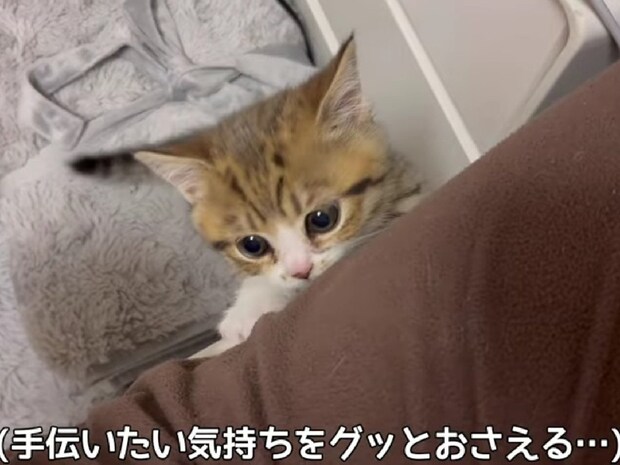 飼い主さんの膝の上に《美人猫3姉妹》が集合！　“かわいいの大渋滞”に絶賛の声「みんな天使」「うらやましすぎます！」