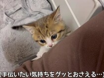 【動画】美人猫たちが集まってくる〜！→これが“あまりにも天使すぎる”子猫3姉妹がくつろぐ姿です！