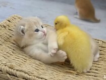 「アヒルさん、近いニャン…」　アヒルの子に好かれすぎて“ちょっと戸惑う”子猫に反響「かわいすぎる」