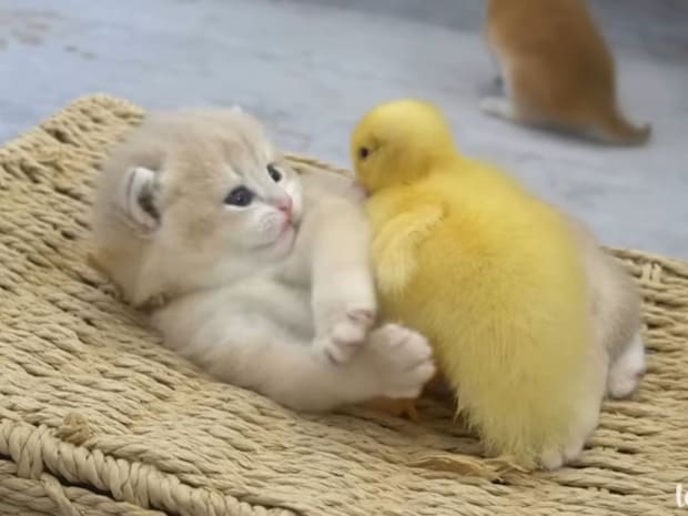 「アヒルさん、近いニャン…」 アヒルの子に好かれすぎて“ちょっと戸惑う”子猫に反響「かわいすぎる」