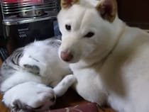 【動画あり】猫「どうすればいいのニャ…」　眠る犬の「枕」になった猫の“困惑”姿が再生回数670万超「面白いw」