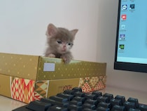 【動画】「あれ？寝ちゃう？」www　これが、キーボードの音で《おねむ》になっちゃった子猫の“とろ〜ん”な姿です！