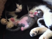 夢の中で踊っちゃってる？　ぽっこりおなか丸出し子猫の《ダンシングお昼寝》が「最高にかわいい」と大反響