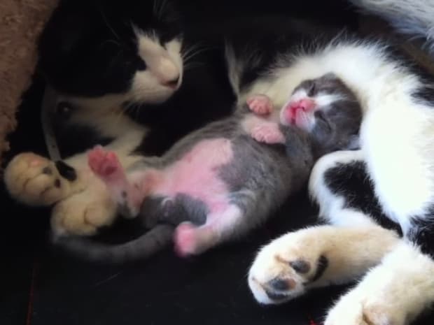 夢の中で踊っちゃってる？　ぽっこりおなか丸出し子猫の《ダンシングお昼寝》が「最高にかわいい」と大反響