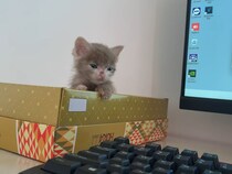 【動画あり】「もう終わったニャ？」　仕事中に《かまって攻撃》で誘惑してくる子猫が「かわいすぎて仕事にならない！」と話題に