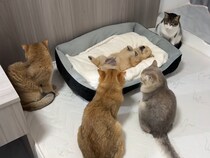 【動画】「みんな子犬のこと気にしてるじゃん…（涙）」　これが《子犬への愛情》が深すぎる猫たちの姿です！