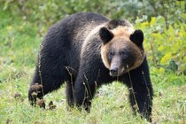 【元刑事が解説】「なぜ警察はクマを撃たないんだ」　SNSに広がる疑問の声…実は《警察官がクマを撃てない》明確な理由があった