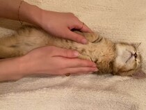 子猫が「史上最高のへそ天」をお披露目→《反則級のかわいさ》に視聴者の大興奮が止まらない事態発生「ヤバイです」