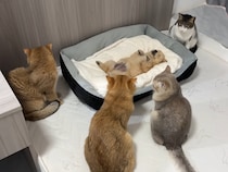 【動画あり】「なんだか泣きそう」「尊い」　寂しそうな子犬に寄り添う猫たちの《愛情深い姿》に感動の嵐