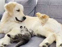 【動画】背中にひよこ、おなかに子猫！→これが、集まってきた《ひよこ＆子猫》を優しく見守るゴールデンの姿です！