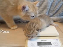 【動画あり】自分もまだ小さいのに！　赤ちゃん猫のお世話をする「子猫」がかわいすぎ…抱きしめて離さない姿に反響