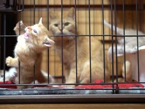 【動画】飼い主さんの本音「マジか」に共感しかないwww　これが、きいちゃんが見せた《鮮やかすぎる脱出劇》です！