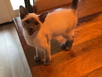 【動画あり】律儀すぎィ！　飼い主さんに「登ってもいいかニャ？」と確認してから飛びつくシャム猫がかわいい