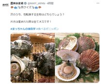 「性転換する生物はどちらでしょう？」　「貝クイズ」にSNS“苦戦”