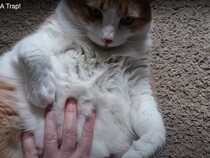 実は《世界一かわいい罠》だった…！？　ふわふわの「おなか」で人間を翻弄する猫に大反響「究極の誘惑だ」