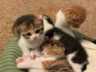 「かわいいの大渋滞」発生中！　仲良し子猫たちの《お昼寝タイム》にメロメロ視聴者続出「ズルすぎ」「全身とろける」