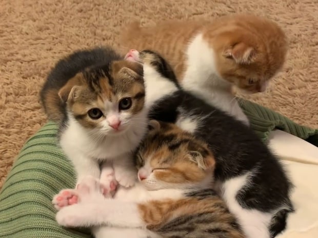 「かわいいの大渋滞」発生中! 仲良し子猫たちの《お昼寝タイム》にメロメロ視聴者続出「ズルすぎ」「全身とろける」