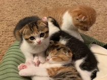 【動画】「ふわふわ＆ぷにぷに最高！」→これが画面いっぱいに堪能できる子猫の《毛並み＆肉球》です！