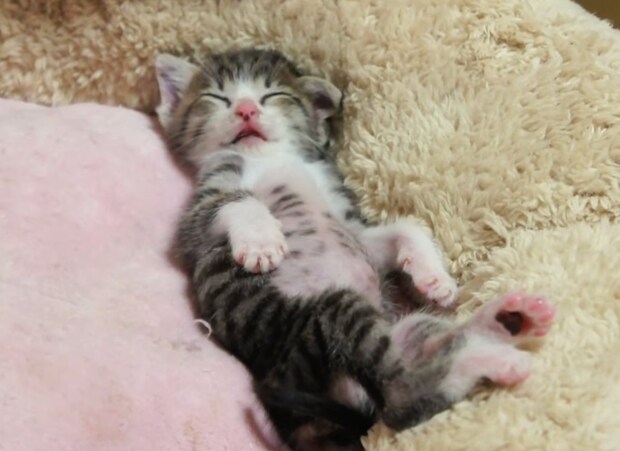 「かわいすぎて天使」「幸せそう」　お昼寝中に《バンザイ》する子猫の「スヤァ…」姿に大反響