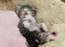 【動画】「かわいすぎて天使」の声続出！　これが気持ちよさそうに「スヤァ…」しながらバンザイする子猫の動きです！