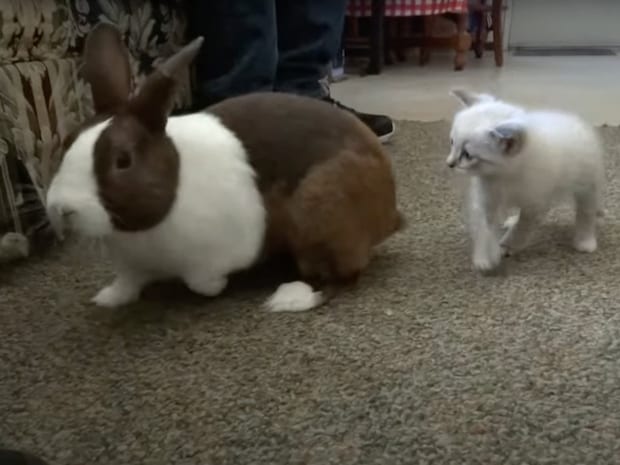 仲良くなれそう？　子猫とウサギの《初めまして》に視聴者もん絶「かわいすぎて心が溶ける」「最高の組み合わせ」