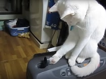 猫vs飼い主さんの《フタを巡る攻防戦》勃発→まさかのオチが“再生回数858万回超”の大反響「最高傑作」「一生見てられる」