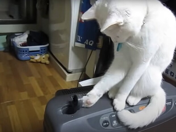 猫vs飼い主さんの《フタを巡る攻防戦》勃発→まさかのオチが“再生回数858万回超”の大反響「最高傑作」「一生見てられる」