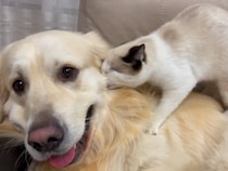 【動画】「ゴールデンのこと好きすぎるじゃん……！」→これがゴールデンに《好き好き攻撃》を繰り広げる子猫のかわいい動きです！