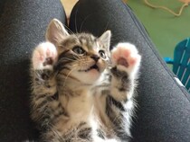 【動画あり】「無防備ポーズ」に大反響！　保護された子猫が《膝の上》で見せる姿がかわいすぎて「天使のよう」「抱きしめたい！」