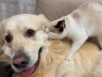 【動画あり】「大好きなのニャ～！」　子猫の《好き好き攻撃》を受け止めるゴールデンレトリバーの“包容力”に反響続々