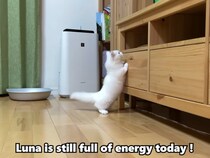 【動画】飼い主さん「！！！！！」→これが、あまりにもスムーズに《2本足》で立ち上がる「ルナ」ちゃんの立ち方です！