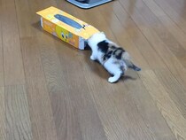 【動画】子猫「見なかったことに……」www　これが《ティッシュ箱チャレンジ》を諦めた子猫の「照れ隠し（？）の鳴き声」です！