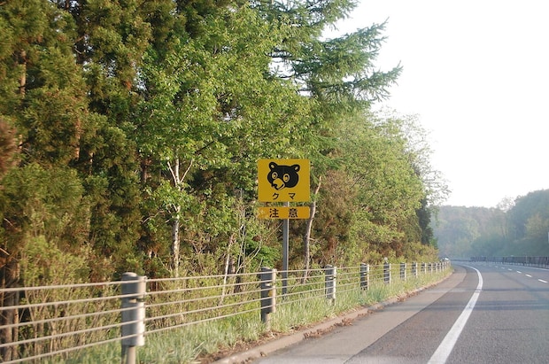 レンタカーで走行中、クマが急にぶつかってきて車体破損…自動車保険はちゃんと適用される？　弁護士に対処法を聞く
