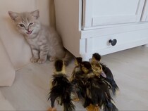 マイペースっぷりにタジタジ！？　アヒルの集団を初めて見た子猫の《キュートな行動》に絶賛の声「かわいすぎる」「最高ですね」