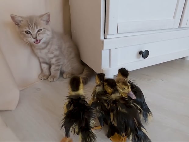 マイペースっぷりにタジタジ！？　アヒルの集団を初めて見た子猫の《キュートな行動》に絶賛の声「かわいすぎる」「最高ですね」