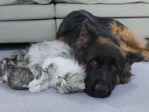 「家族だから大丈夫ニャ」　母猫が《ジャーマンシェパード》に子猫たちを紹介…2匹の“深い絆”に感動の声