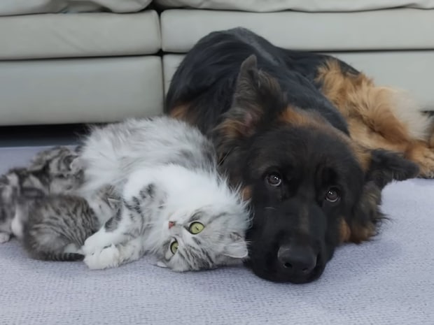 「家族だから大丈夫ニャ」　母猫が《ジャーマンシェパード》に子猫たちを紹介…2匹の“深い絆”に感動の声