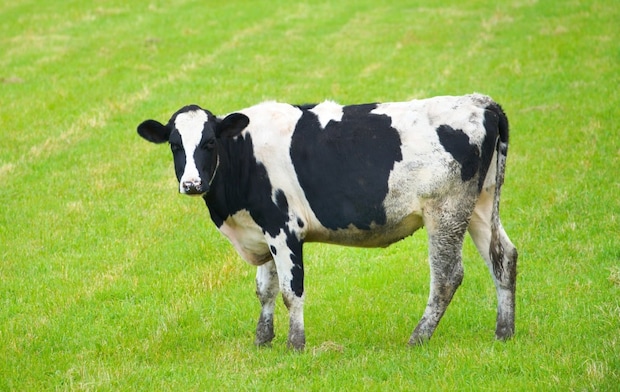 「食べてすぐ寝ると牛になる」→医学的に《事実》といえるのか？　内科医に真偽を聞いてみた