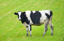 【要注意】「えっ……！」　これが「血糖値」が上がりやすい食べ物＆飲み物です（画像32枚）