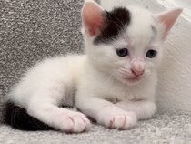 【動画】視聴者「オチも最高」→これが階段の途中で不安そうだった子猫が見せた“まさかの様子”です！