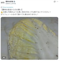 白菜の“黒い斑点”　「取り除いていた」「おいしい証し」　農林水産省「捨てないで」というワケ