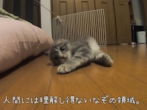 【動画】「受け身の練習みたいw」　これが「なぜ転がるのか分からない」けどとにかくかわいい「つむ」ちゃんの《コテン》姿です！