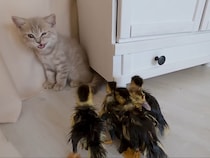 【動画あり】マイペースっぷりにタジタジ！？　アヒルの集団を初めて見た子猫の《キュートな行動》に絶賛の声「かわいすぎる」「最高ですね」