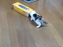 【動画あり】「見なかったことにしてニャ…！」　ティッシュ箱に挑戦→失敗した子猫のかわいすぎる《ごまかし》に「キュン死」続出