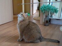 “孫の手”にじゃれつきたい！→けど《ナデナデ》されると寝転んじゃう猫がかわいすぎて大反響「気持ちよさそう」