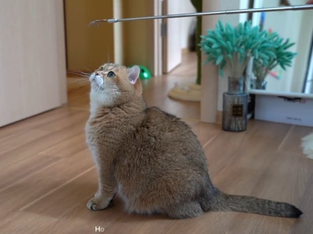 “孫の手”にじゃれつきたい！→けど《ナデナデ》されると寝転んじゃう猫がかわいすぎて大反響「気持ちよさそう」