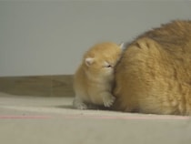 【動画】「これからよろしくニャン」←かわいすぎ……　これが鼻と鼻を“ちょん”とくっつけてあいさつする「プリン＆ナタリ」の姿です！