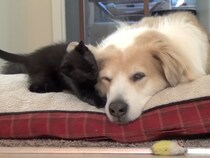 忍耐強さがハンパない！　子猫たちにひたすら《毛づくろい》されまくる犬に反響続々「包容力すごい」